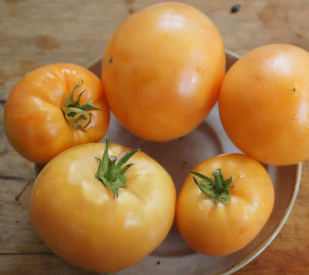 Что делать, если помидоры перекормлены азотом?