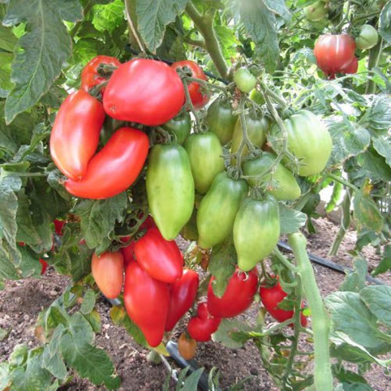 Что делать, если перекормили томаты? | Портал сельского хозяйства России и мира