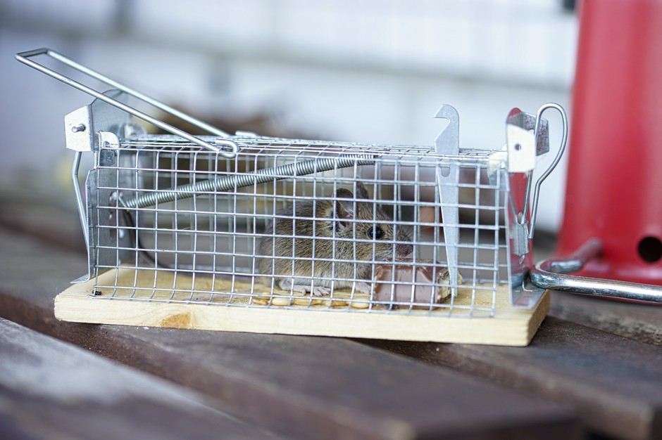 Борьба с мышами в квартире - Темы недели - Журнал - FORUMHOUSE