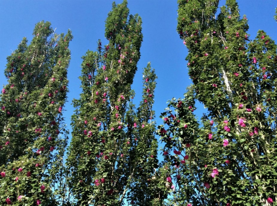 Виды тополей для озеленения - Темы недели - Журнал - FORUMHOUSE