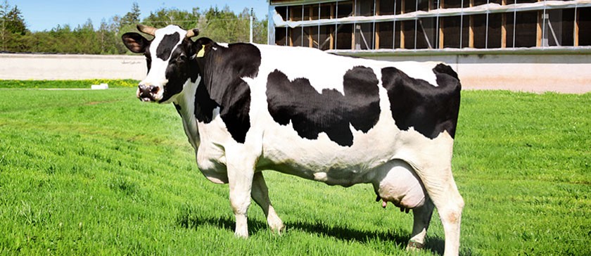 Меры профилактики мастита у коров. Папилломы у коров - Ижсинтез Химпром