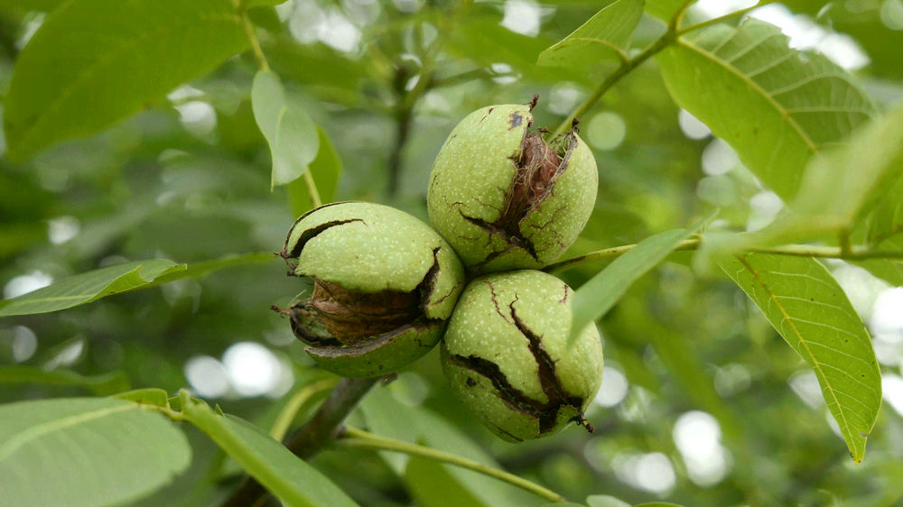 Как выращивать орехи на даче: посадка и особенности ухода