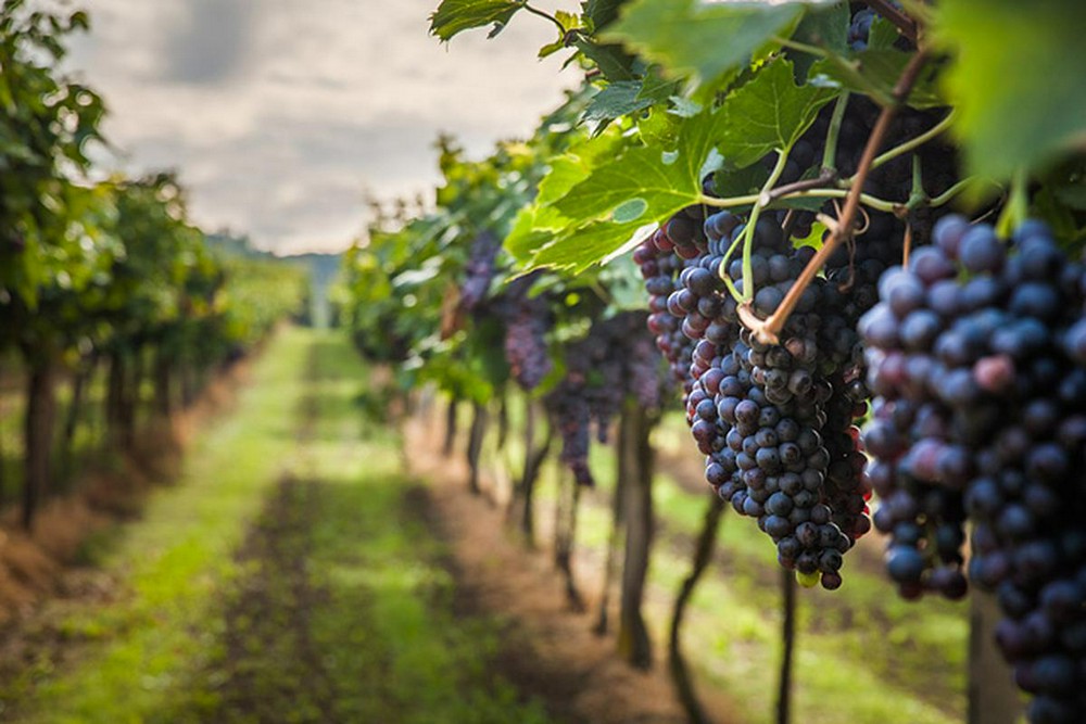 Как вырастить виноград - Статья - Журнал - FORUMHOUSE