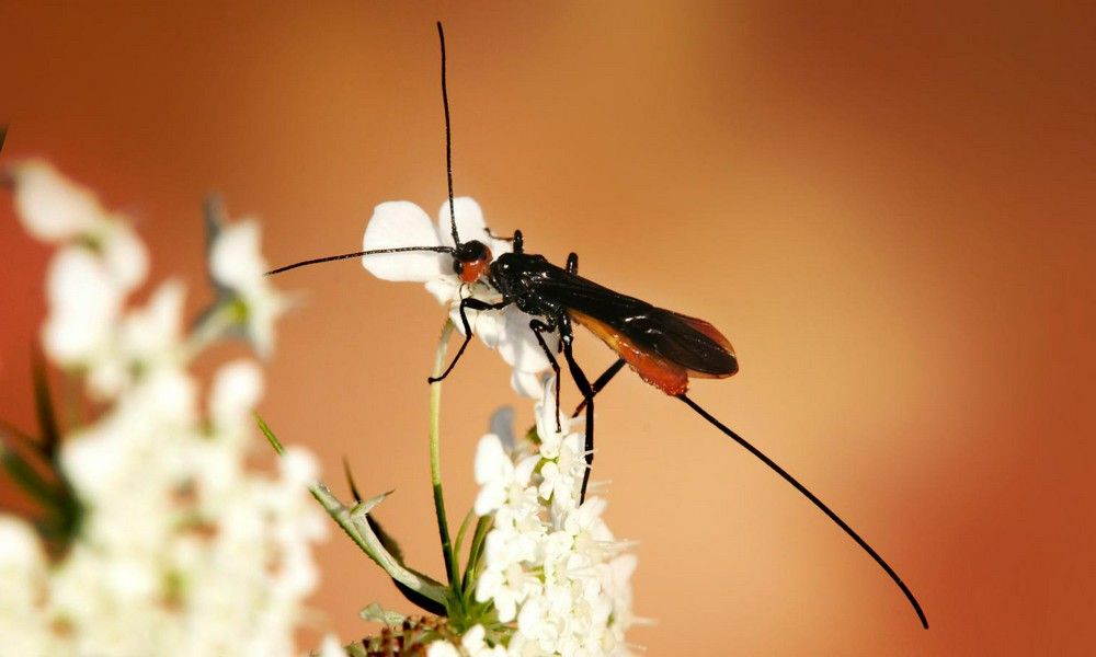 Хищные насекомые – защитники  огорода