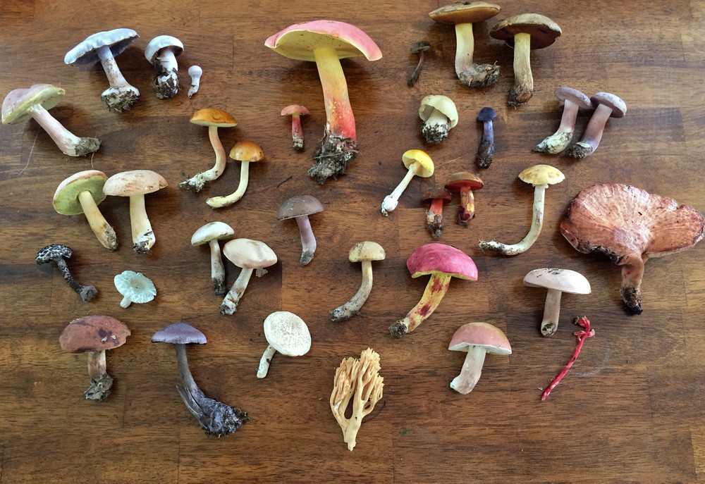 Фото по запросу Съедобные грибы