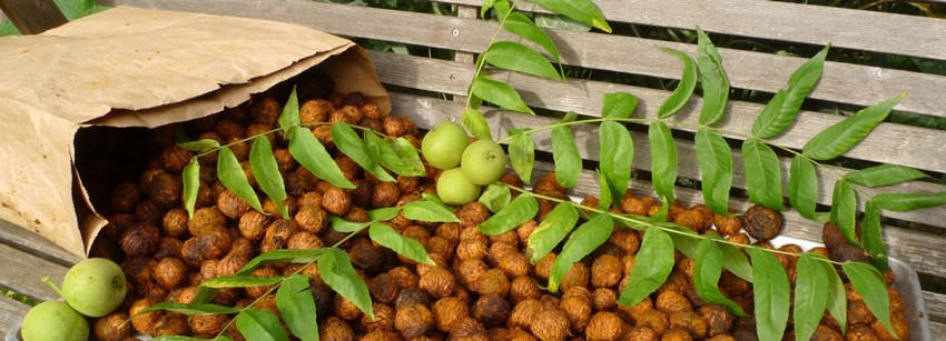 Орехи из Маньчжурии. Опыт выращивания FORUMHOUSE