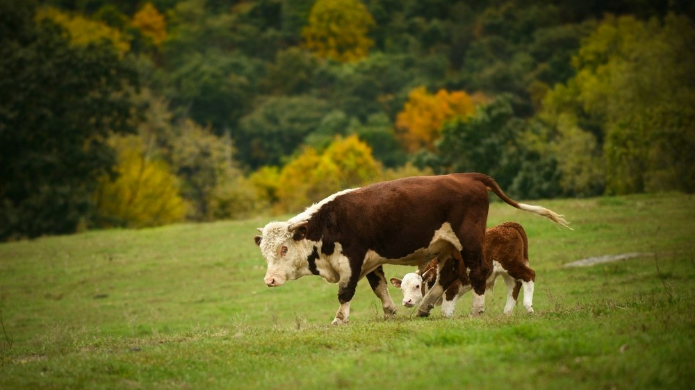 Послеродовая гипокальциемия коров