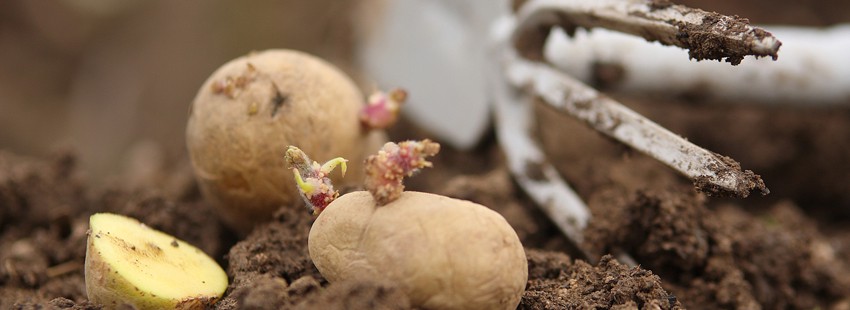 Обработка картофеля перед посадкой: 3 простых совета для большого урожая -Статья - Журнал - FORUMHOUSE
