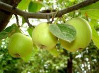 Сорта яблонь - Статья - Журнал - FORUMHOUSE