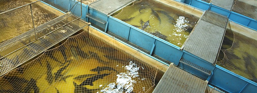 Устройство проточного бассейнового комплекса для разведения рыбы