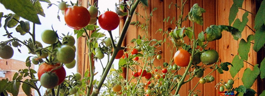 Урожай помидоров с подоконника