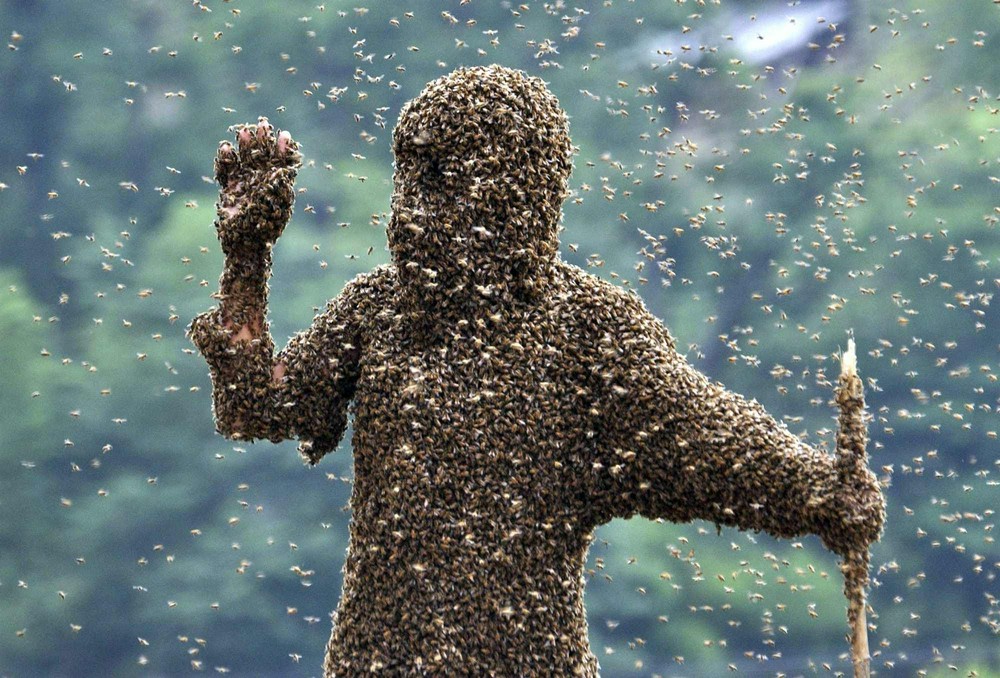 Калифорнию атакуют пчелы-убийцы