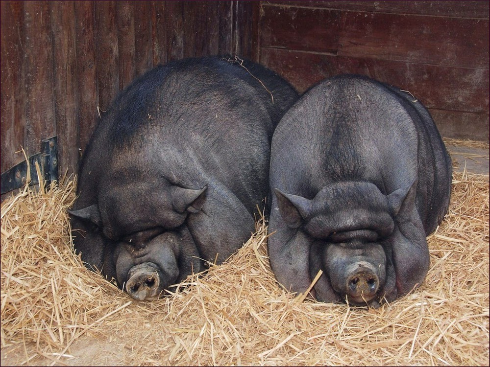 Генномодифицированные мясные свиньи - Статья - Журнал - FORUMHOUSE