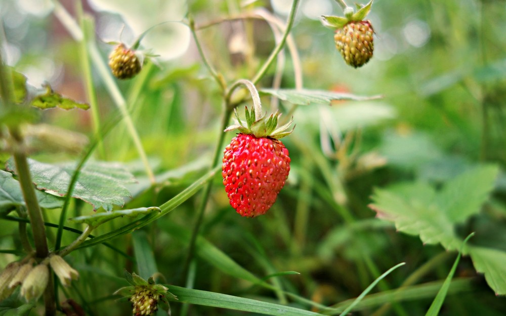 Свежие ягоды – круглый год: как вырастить землянику дома?