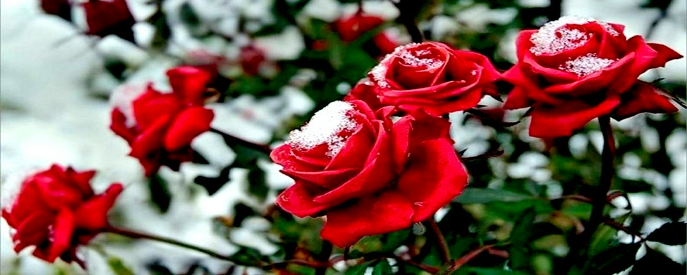 Зимнее укрытие роз