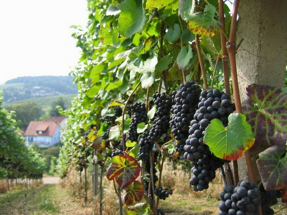 Укрываем виноград на зиму в средней полосе и Сибири - Статья - Журнал -FORUMHOUSE