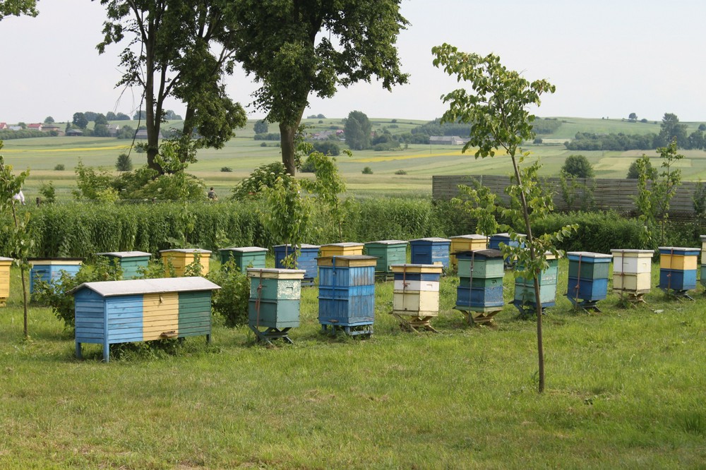 Как организовать пчелиную мини-ферму