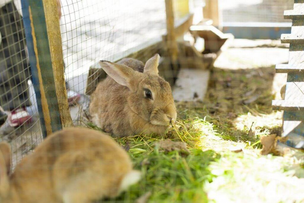 Шедовое содержание кроликов: фото, чертежи, видео