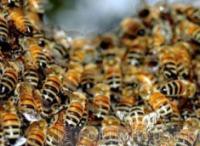 На зимовку. Пчеловоды форума готовят свои пасеки к зиме