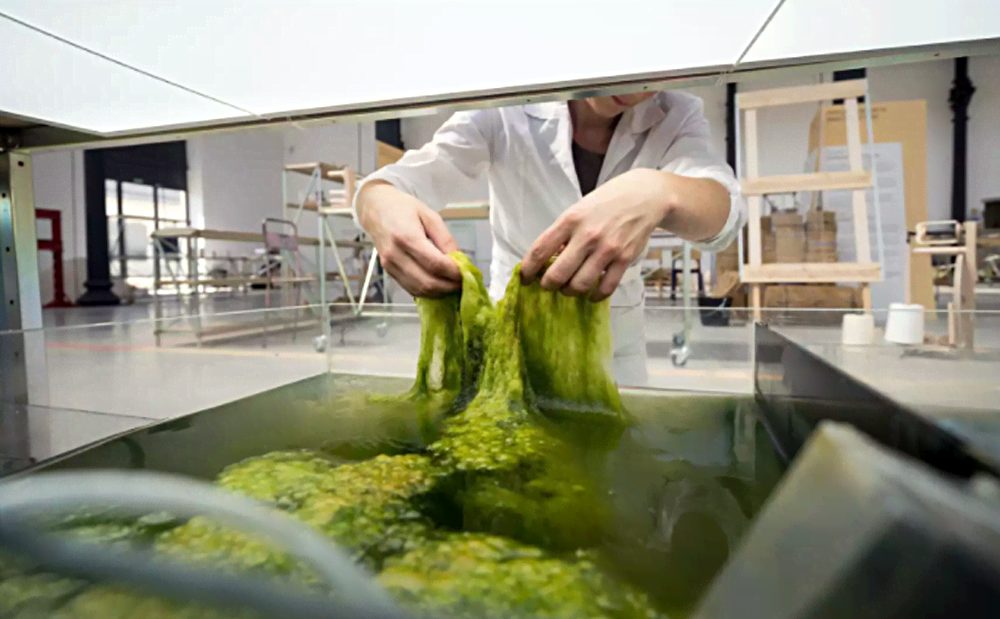 Биопластик из водорослей – с заботой об экологии
