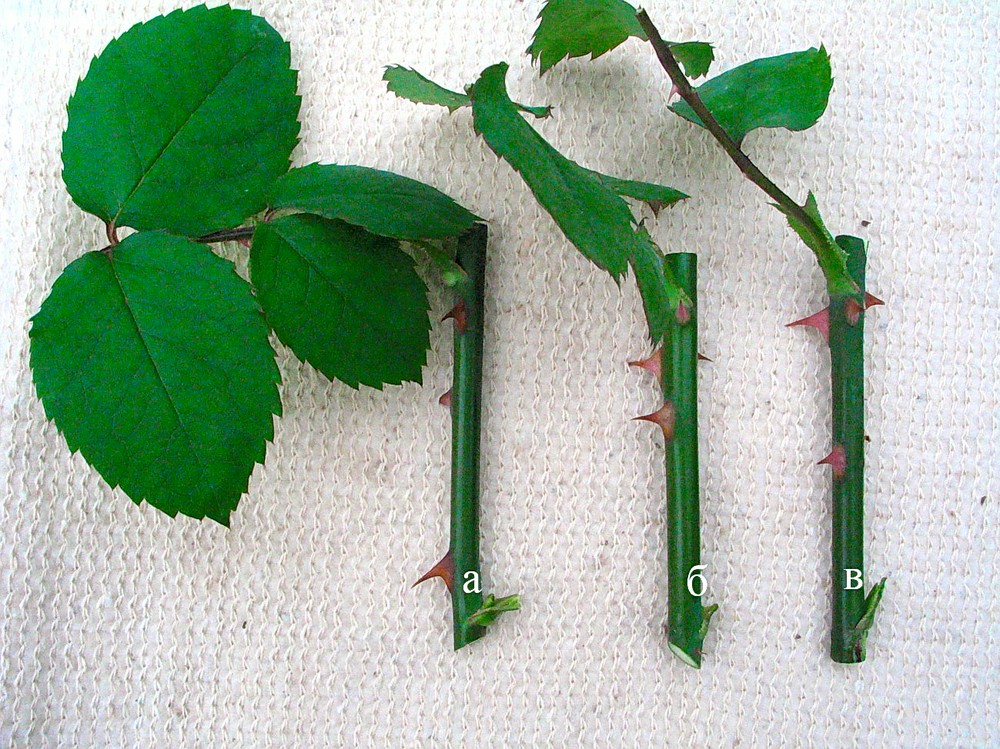 Шапочка из фольги: как улучшить укоренение зеленых черенков
