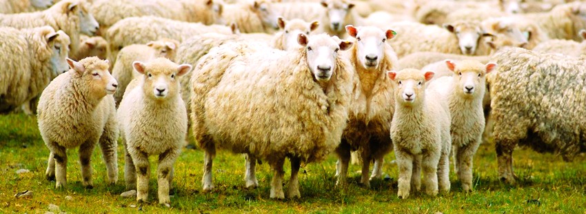 На мясо и шерсть: как развести овец в своем хозяйстве