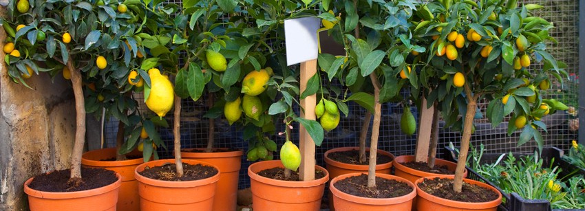 Выращиваем лимоны на подоконнике