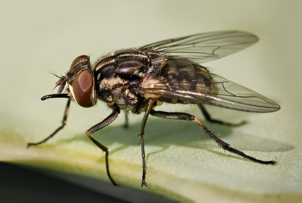 Прогнать насекомых помогут голограммы