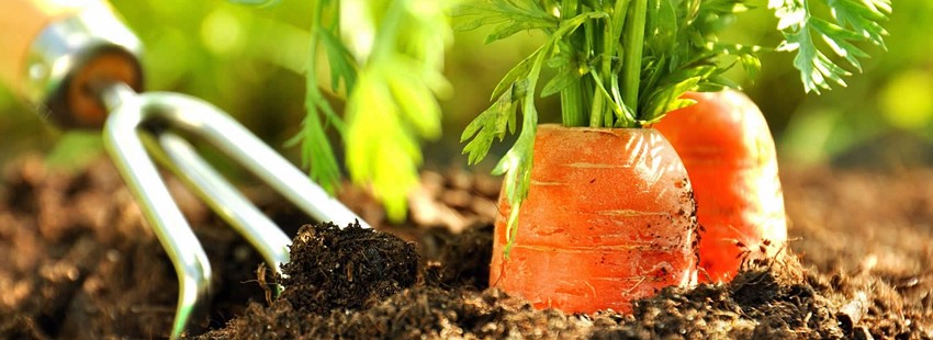 Посев моркови: семена, сроки и способы - Статья - Журнал - FORUMHOUSE