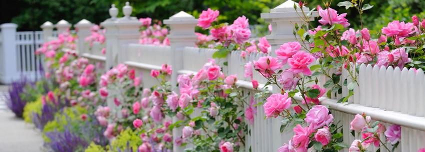 Как выбрать розы для своего цветника? Опыт FORUMHOUSE