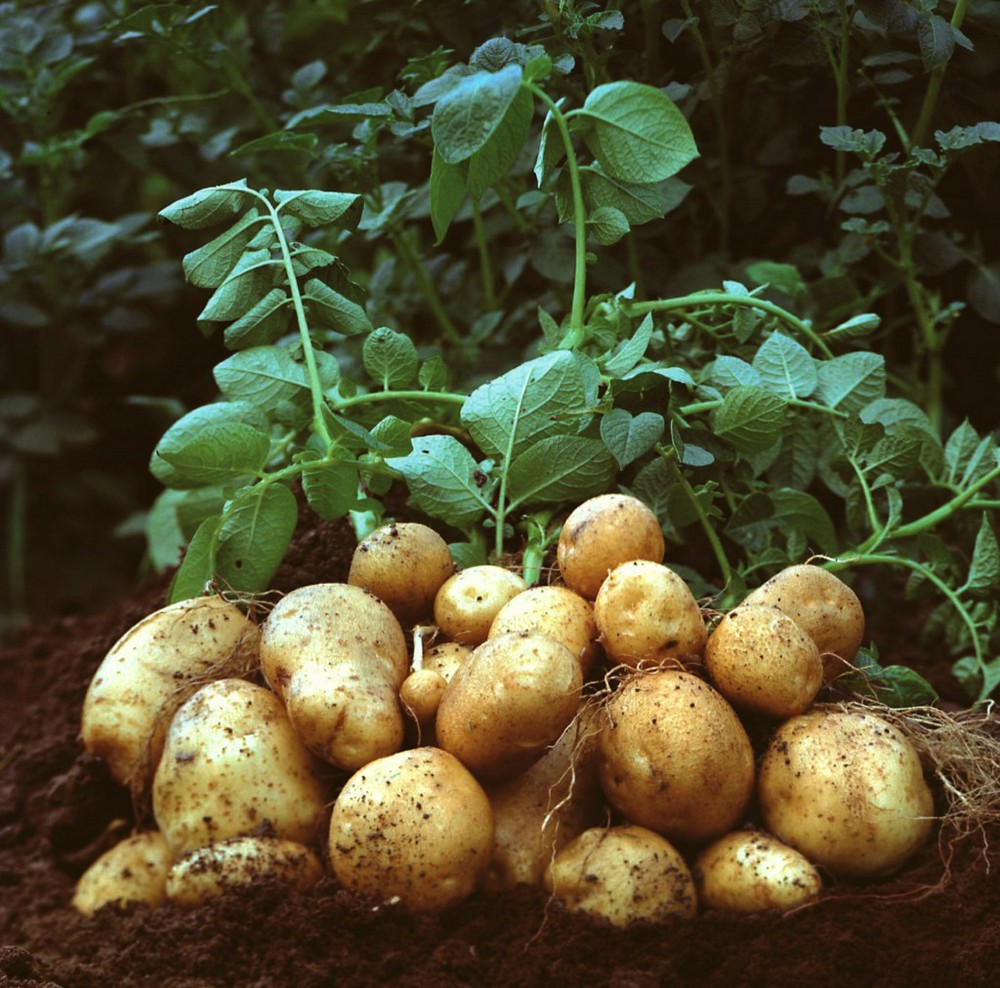 Как спасти картошку
