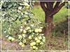 Яблоку негде упасть. Как регулировать урожайность плодовых деревьев