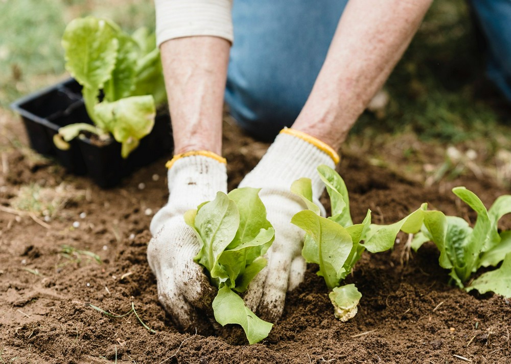 Как посеять газон правильно своими руками: подробное руководство | Семена 96
