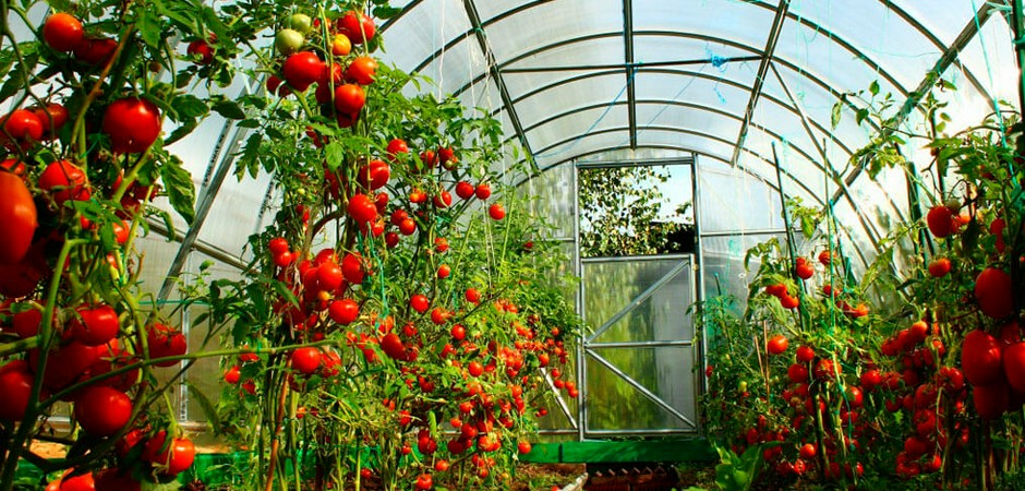 Особенности ухода за рассадой томатов в теплице | slep-kostroma.ru