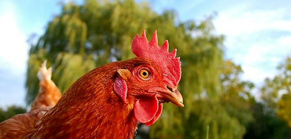Курицы твоего города. Домашние животные курица. Курица умная птица. Умный петух. Мудрая Курочка