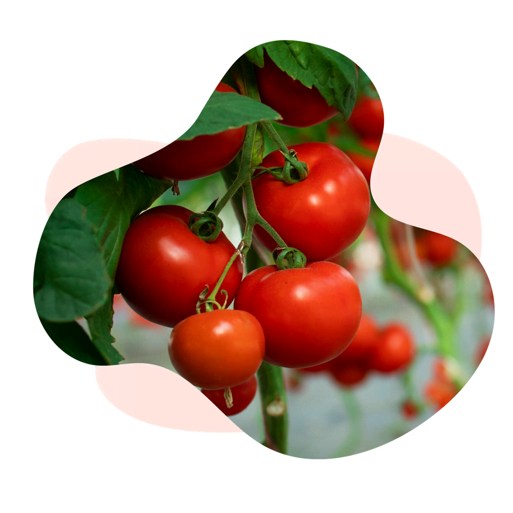 Как посадить помидоры: сорт и агротехника - Темы недели - Журнал -FORUMHOUSE