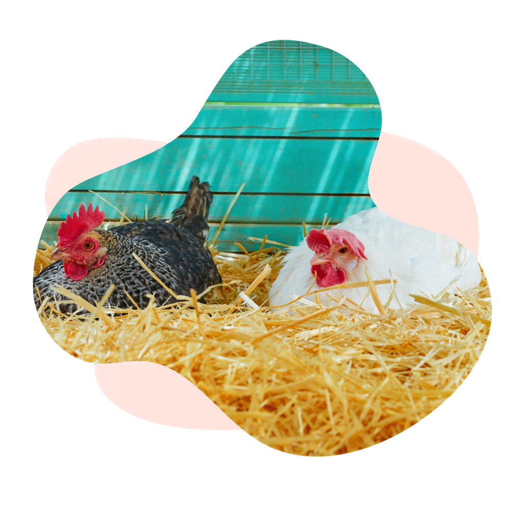 Гнездо для кур несушек с яйцесборником. Домик для птиц